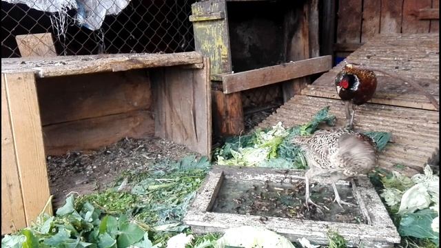 Жизнь в деревне. Чем кормить птицу. Кормление домашней птицы слизнями, червями, даю траву и зелень. смотреть онлайн