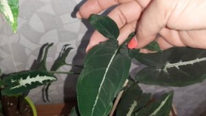 Моя супер новинка Сингониум Клубничный лёд и другие шикарные сингониумы