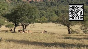 Wild Tiger Encounter at Ranthambore National Park!!