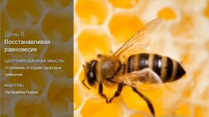 Идеальное здоровье Дипак Чопра День 8