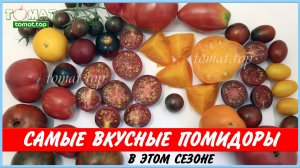 Самые вкусные помидоры в этом сезоне. Самые вкусные сорта томатов. Лучшие сорта томатов