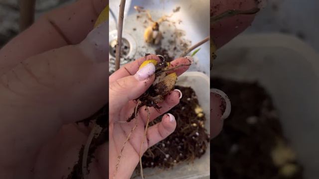 Как посадить луковичные лилии\\How to plant lily bulbs смотреть онлайн