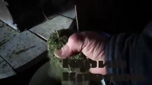 Заготавливаю хвойную муку