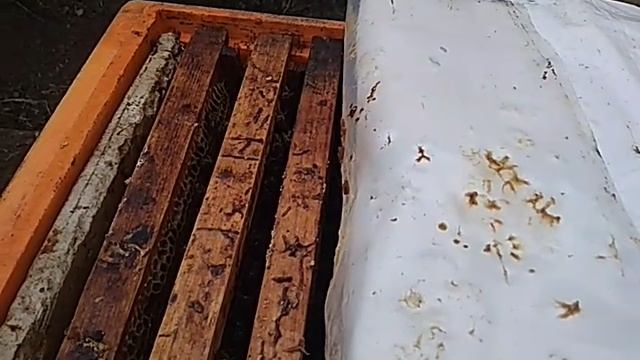 Двух маточное развитие пчел в ППУ улье.