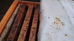 Двух маточное развитие пчел в ППУ улье.