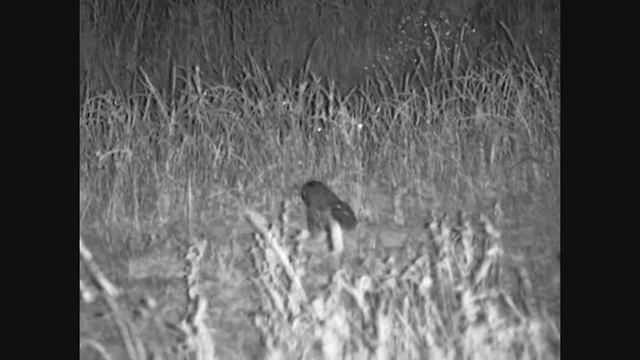 Сова. Снято прибором ночного видения смотреть онлайн