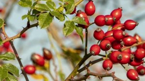 Этим старые врачи ЧИСТЯТ СОСУДЫ ГОЛОВЫ. Одной ложки в месяц хватает для поддержания сосудов чистыми