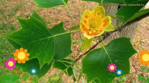 Лириодендрон тюльпановый. Краткий обзор, описание характеристик liriodendron tulipifera