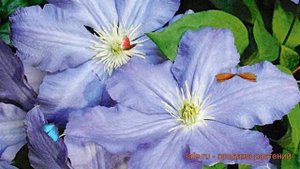 Клематис крупноцветковый Вистула (clematis vistula) ? обзор: как сажать, саженцы клематиса Вистула