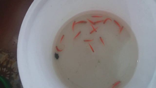 Разводим ДАНИО. НАЧАЛО.! смотреть онлайн