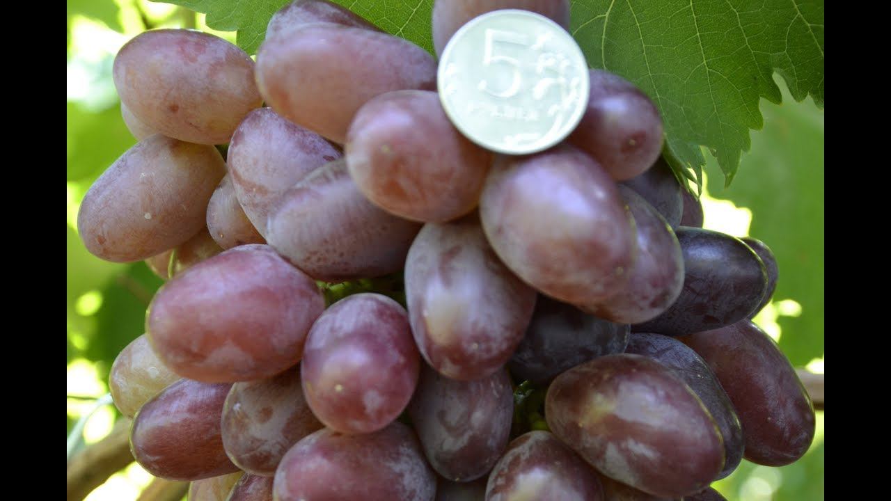 Виноград Эталон селекции Е. Г. Павловского (Grape variety Etalon) смотреть онлайн