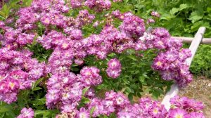 Higashizawa Rose Garden 2022 Spring. 東北でバラが見頃 #東沢バラ公園