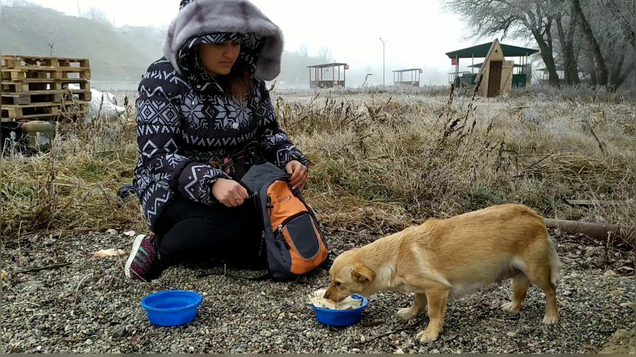 Что же случилось с щенками на морозе...