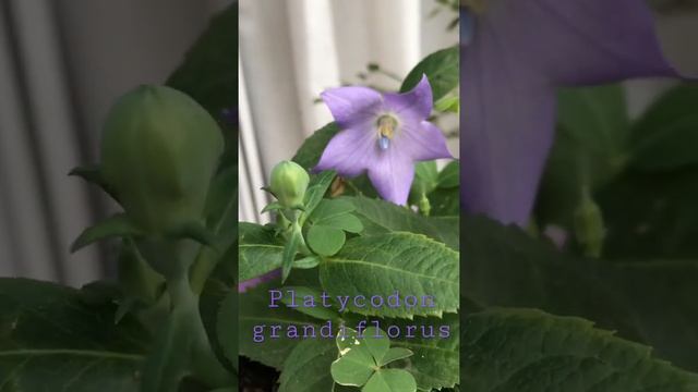 Platycodon grandiflorus#lunaplants#balloonflower