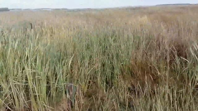 Сибирские болота полные уток. Осенняя охота на уток 2021.