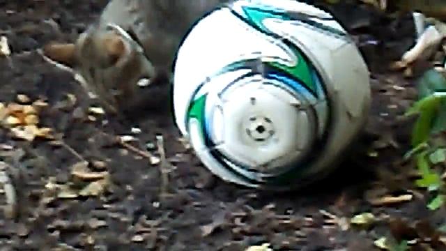 Cat eating # git that stuff out there смотреть онлайн