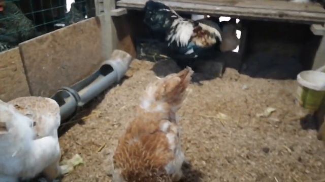 КУРЫ породы Фавероль Лосось смотреть онлайн