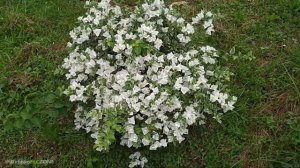 JENIS BAHAN BONSAI BOUGENVILLE VARIGATA / ALBINO INDAH DAN CANTIK (Variegated Bougainvillea)