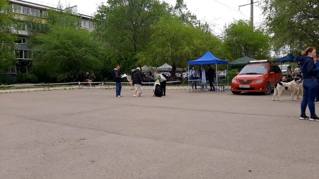 Бугай Алабай. Принцип бригады в ринге, которого могло не быть. смотреть онлайн