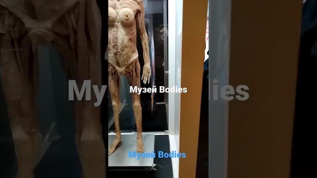 Музей тела человека Bodies