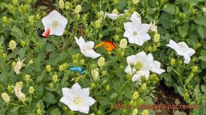 Колокольчик карпатский Вайс Клипс ? обзор: как сажать, рассада колокольчика Вайс Клипс