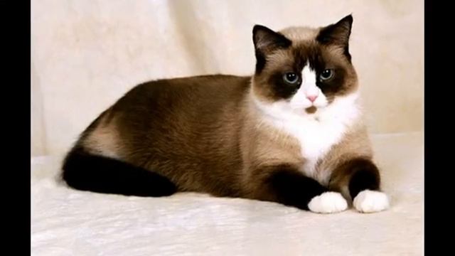 НЕОБЫЧНЫЕ ПОРОДЫ КОШЕК