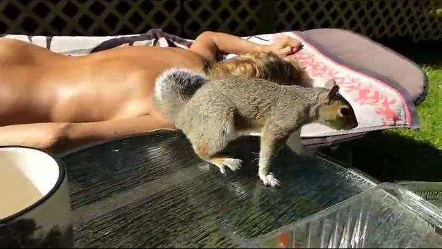 американская белка.avi смотреть онлайн