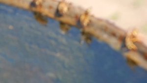 Как пьют пчелы?