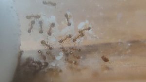 Муравьи из желудя! Temnothorax unifasciatus | Муравьиный блог | Native Ants