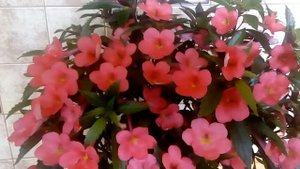 Ахименес Sabrina