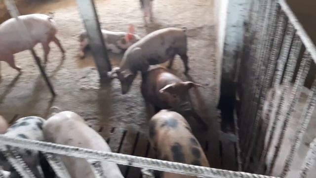 ФЕРМА в АРЕНДУ, выгодно или нет?! смотреть онлайн