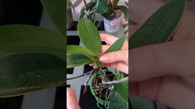 Размножение орхидей деточками. Как правильно отделить деточку от цветоноса. смотреть онлайн