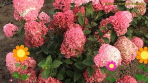 Гортензия метельчатая Самарская Лидия. Краткий обзор hydrangea paniculata Samarskaya Lidiya