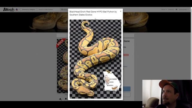 Black Head Ball Python Morph Combos Part 2 | Jack's Reptiles