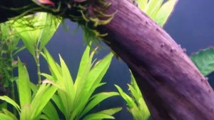 Часть 2.Водоросли в аквариуме, поможет Сайдекс