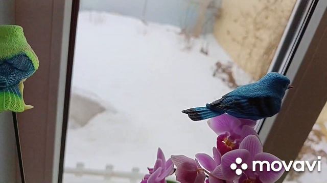 3 МАРТА.ГОЛОЛЕД.ВСХОДИТ ЛУК БАТУН.ОРХИДЕИ И ДР. смотреть онлайн