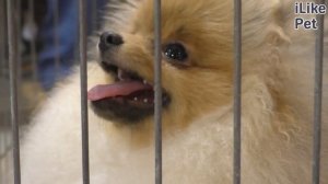 Какие породы собак самые дорогие?