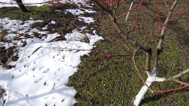 Обрезка и формирование персика. смотреть онлайн