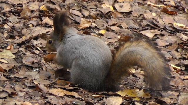 Белки смотреть онлайн