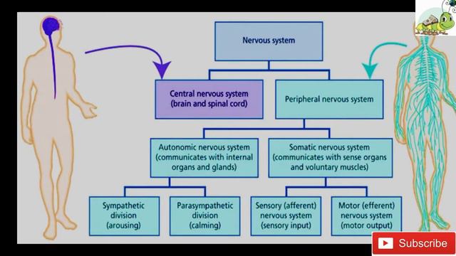 Nervous System | Basic Structure and Function | Neuroanatomy Made Easy| Neuroscience | Neurology