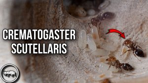 ПЕРЕСЕЛЕНИЕ CREMATOGASTER SCUTELLARIS  // ПОДГОТОВКА ФОРМИКАРИЕВ К ЗАСЕЛЕНИЮ // AntKeeper