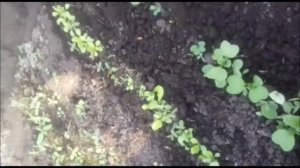 Купольная теплица своими руками в действии