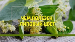 Чем полезен липовый цвет для женщин