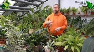 Иван Русских подтверждает!