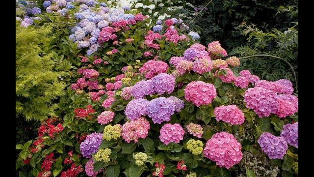 С днём рождения, Наташа! смотреть онлайн