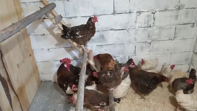 Переселение кур в курятник. Новый курятник. Обустройство курятника.