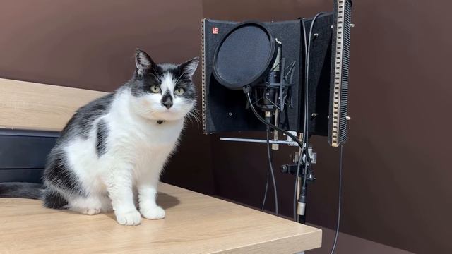 КОТ УПРАВЛЯЕТ НАШИМ ДНЕМ 24 ЧАСА! ПРАНК над КОТАМИ! ЧЕЛЛЕНДЖ С КНОПКАМИ! ЗАДАНИЯ от ПОДПИСЧИКОВ
