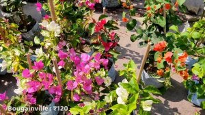 Colourful Cheapest Hibiscus Flowers Plants !! Kolkata's Plant Market