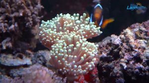 Морской аквариум 100 литров