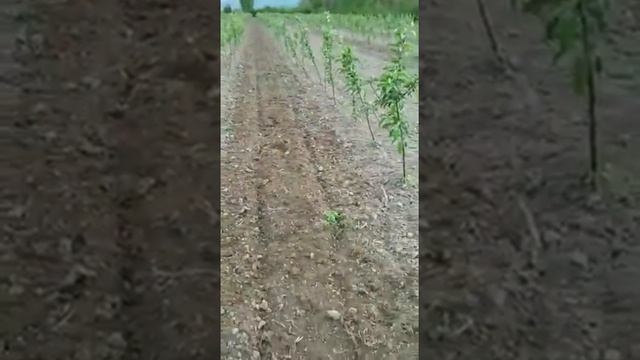 Обработка междурядий японским мотоблоком от AGRO PARTNER